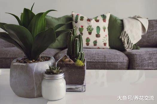 室内盆栽养护的植物注意这些浇水技巧, 养几年都不容易出问题