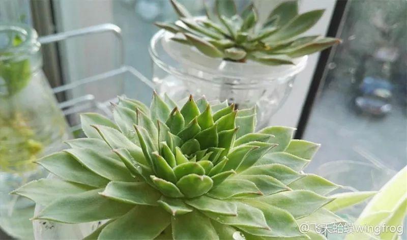 天一热多肉就招虫, 给它擦点这个, 蚂蚁虫子全没了!