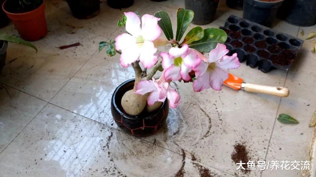 不用经常浇水的沙漠玫瑰, 在阳光充足的位置才能开花结果