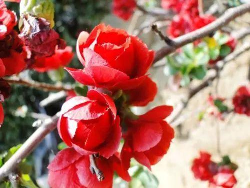 别人家的海棠花花团锦簇, 自家的只知道长个子不开花?