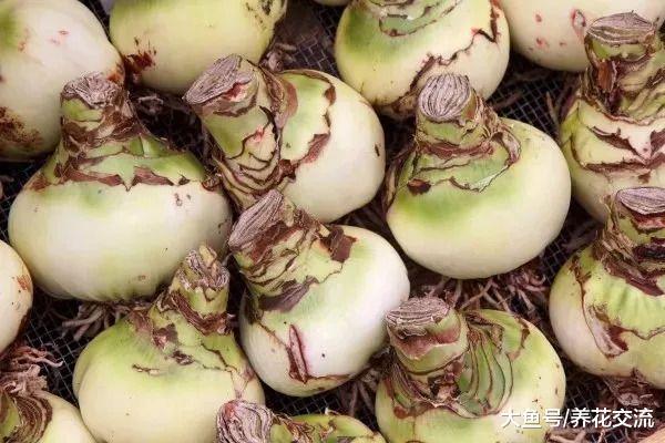 秋季买来的朱顶红放在花盆里就能养出灿烂的花朵