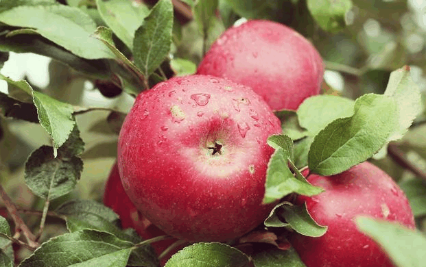 3种水果, 煮着吃营养价值更高, 你也可以试试!