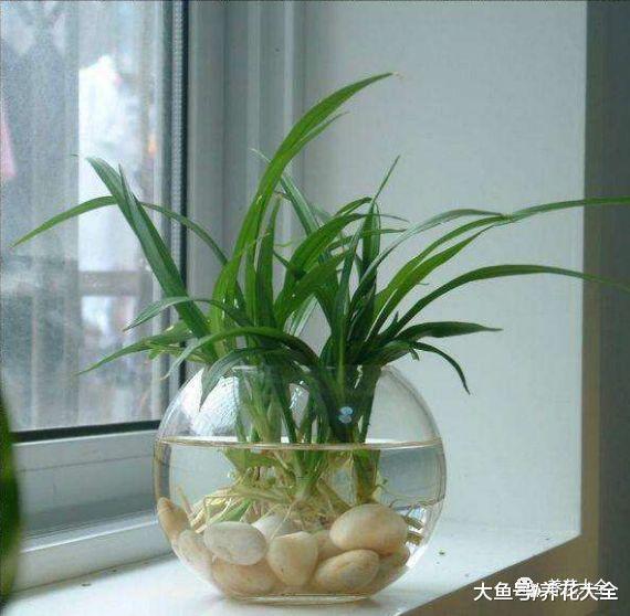 水培瓶里加点药片, 不但能消除臭味, 而且不招虫!