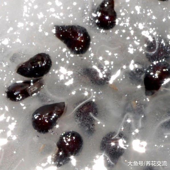 火龙果的黑籽轻松养成爆盆的可爱多肉, 长大后完全变了样