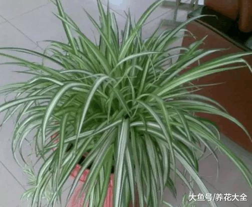 别只知道养吊兰, 这些吊兰你叫的出名字吗?