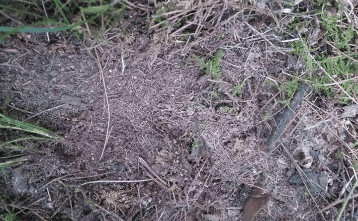 松树浑身都是宝, 拿来养花, 啥花都旺, 就你不知道!