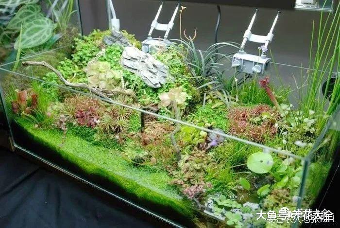 把花塞进玻璃瓶, 叶子变得油绿发亮, 就是一个小花园!