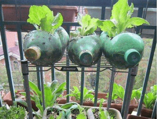 塑料桶别扔, 拿来在冬天种上“它”, 一茬茬的收不停!