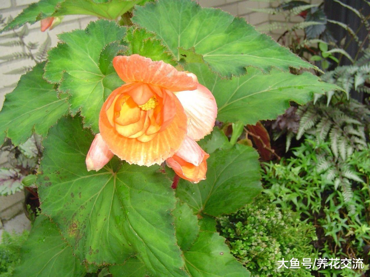 秋海棠怎么养护才能连续不断开花呢?