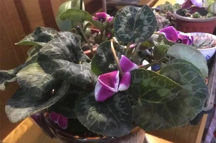 刚买回的仙客来, 一步做错了, 叶子耷拉花全倒!