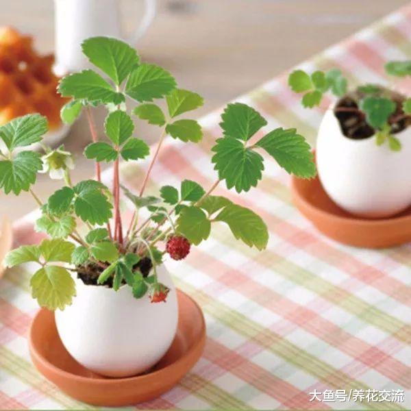 鸡蛋壳用在园艺里的6大用处, 可变成肥料和驱虫的材料