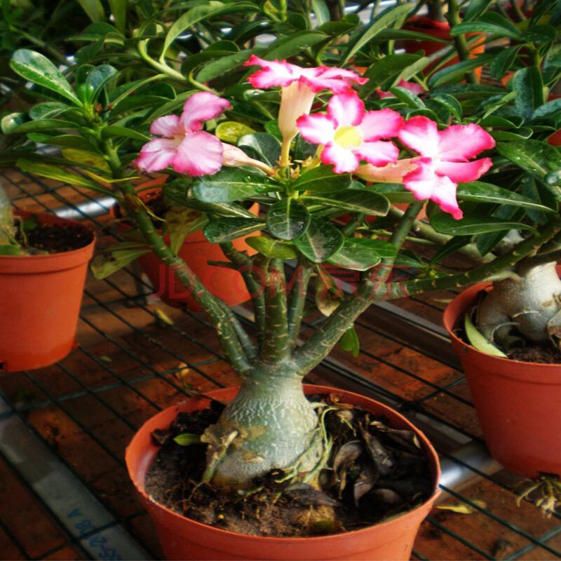 养花有“诀窍”, 这3种“饿着养”, 棵棵冒花芽, 长不停!