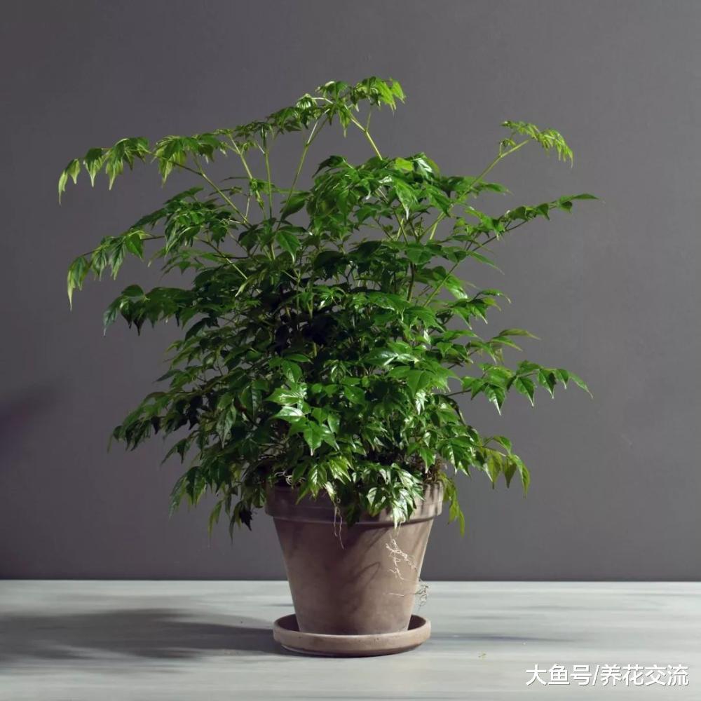 可以保持叶片常年翠绿的幸福树, 养客厅就能保持旺盛的生长状态