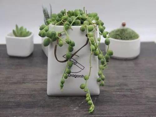 这些常年绿油油的垂吊植物, 养一盆在家里, 如同养了个瀑布!