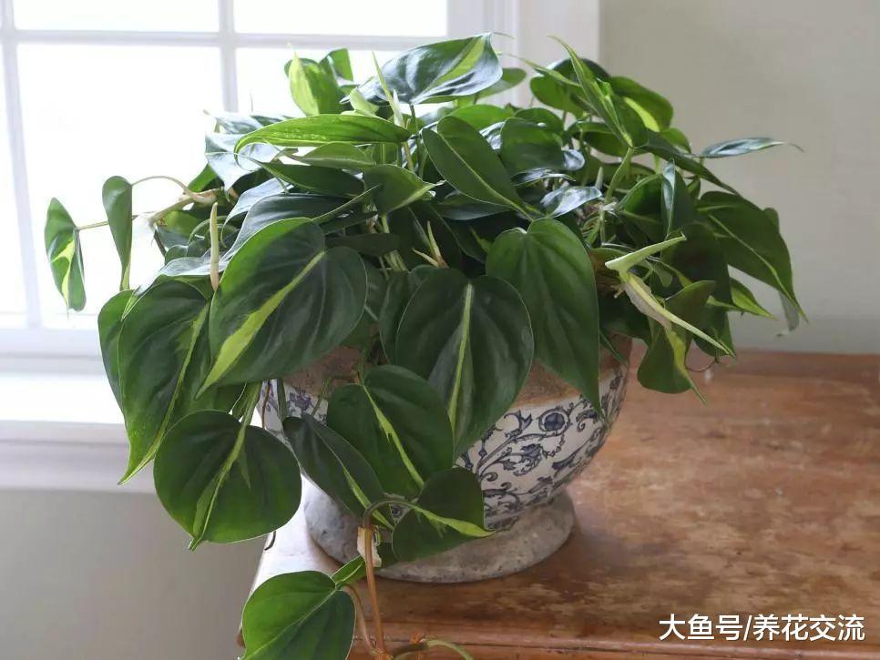 12种室内常见的盆栽花卉感染病虫害的处理方法