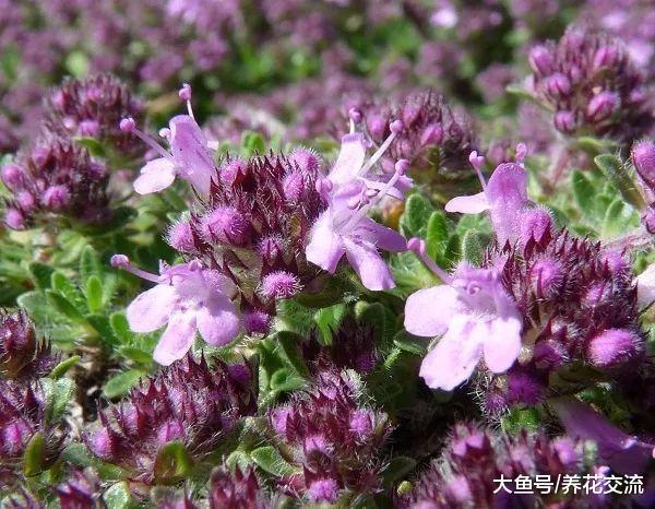 适合栽种在斜坡和山坡上的几种靓丽开花植物, 对防止滑坡有奇效