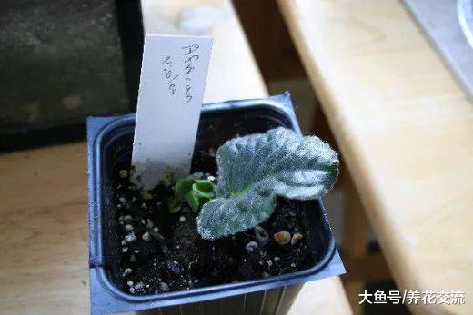 初学者养护非洲紫罗兰盆栽的几个技巧, 花谢后促进再次开花的技巧