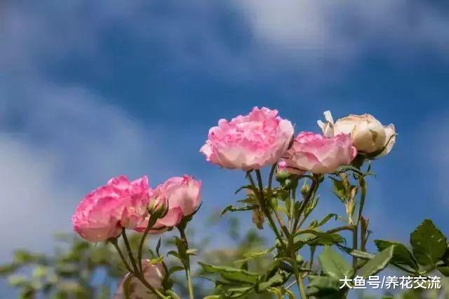 特别适合作为住宅景观的开花灌木, 这几种开花植物不要错过