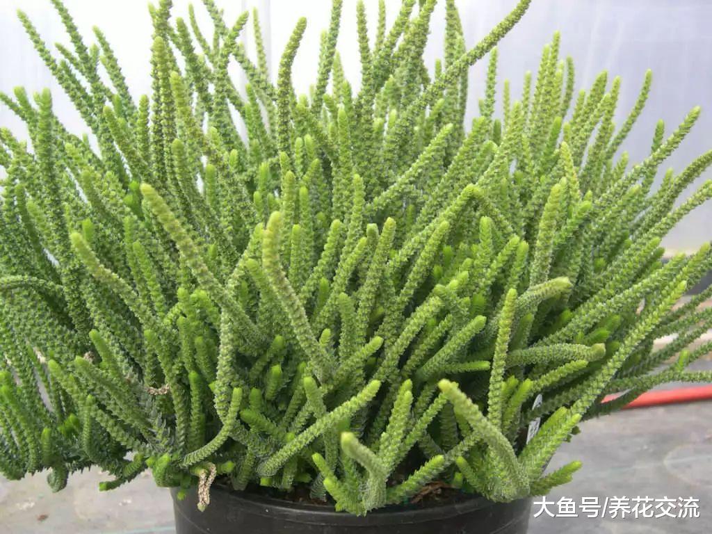 长相特别有趣的若绿, 这种多肉植物的花朵还带有发霉的味道