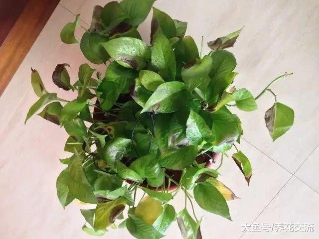 养绿萝出现茎叶发黑腐烂的状况这样处理, 轻松得到新的盆栽