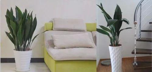 一叶兰该怎么养殖? 在家居中又有着什么作用?