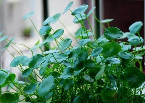 这5种花, 一到夏天就烂叶, 咔嚓1刀立马绿油油!