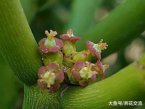光棍树养家里除了好看还有坏处, 我前几天就被弄伤了
