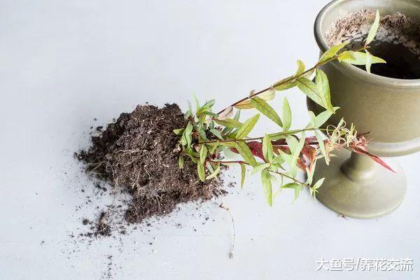 盆栽上面的小黑飞是从哪里来的, 和果蝇有啥区别呢?