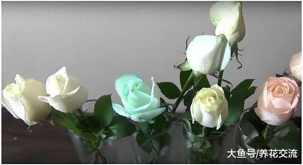准备两种东西, 就能将白玫瑰变成七彩玫瑰花了