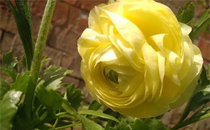 邻居在花盆种“芹菜”, 开出的花拳头大, 比玫瑰还耀眼!