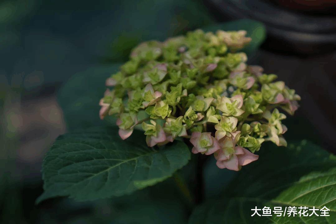 回首四月, 是一树一树的花开!