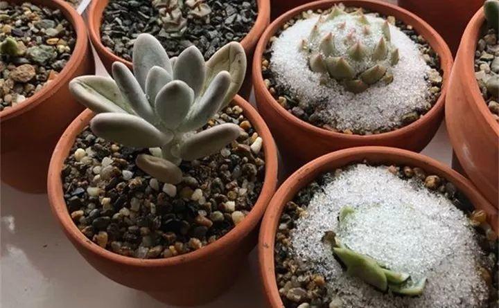 多肉冻冻好上色, 可别太过火, 小心成冻肉!