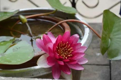 美如仙子的睡莲, 还这么好养, 养上一盆, 相当于养个仙子在家呢!