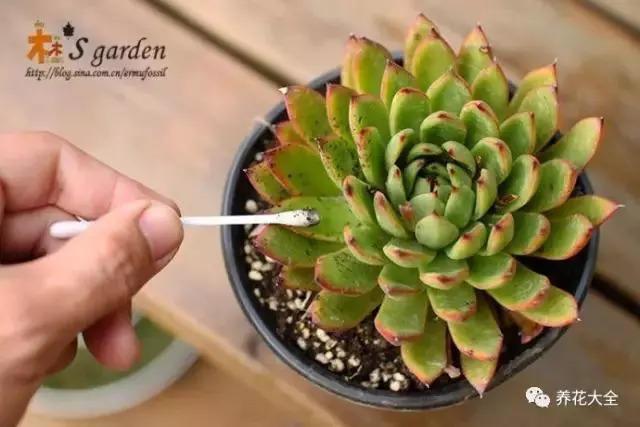 多肉招虫赶紧杀 , 再不管, 3天就死翘翘了!