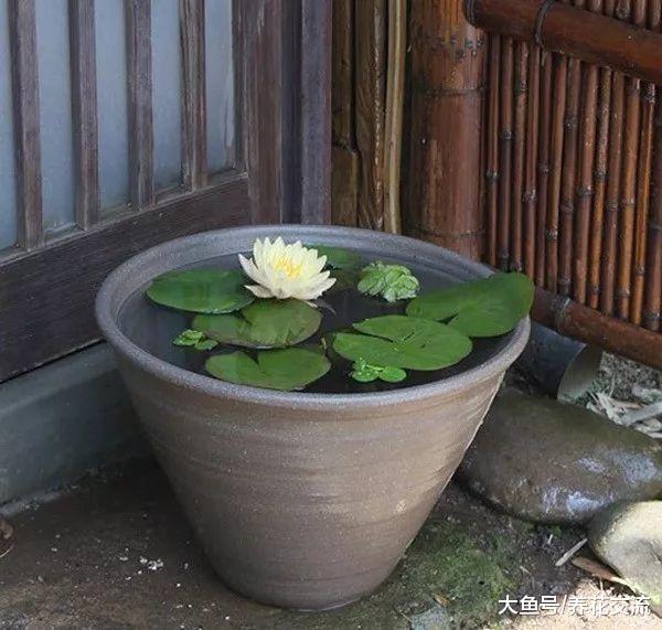 在城市里的小空间养护盆栽植物的7个技巧, 让家里看起来靓丽清新