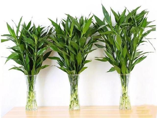 家里3种药片, 养花“大补肥”, 给花卉30天吃1片, 旺根、开花