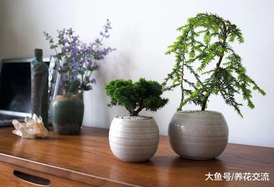 7种家里少不了的净化绿植, 能够清除家中的毒素和空气污染物