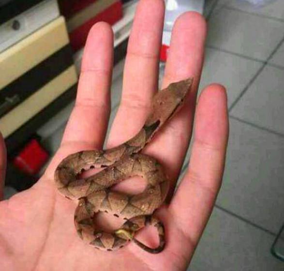 男子遛狗草丛里捡到一条蛇, 于是带回家, 老丈人看后连忙叫他放生