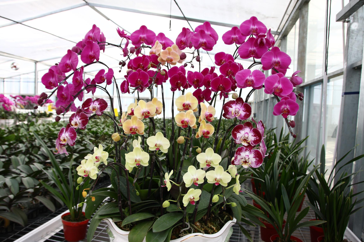 养“蝴蝶兰”, 用这“体液”兑上水, 花芽蹿满枝!