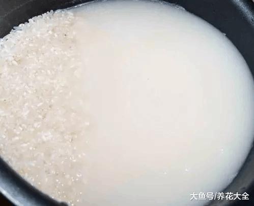新鲜的淘米水拿来浇花, 难怪你养不活花!