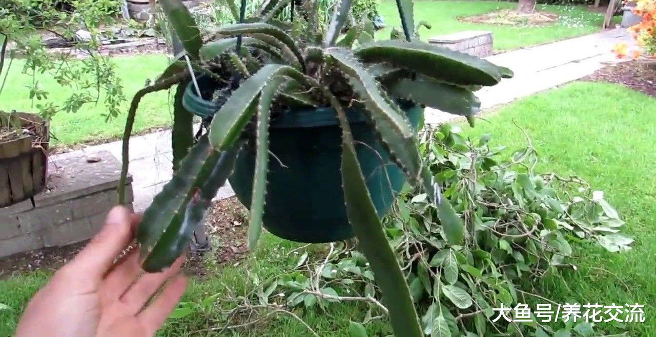 你喜欢的懒人植物都在这里, 这些盆栽几个月不浇水也能存活