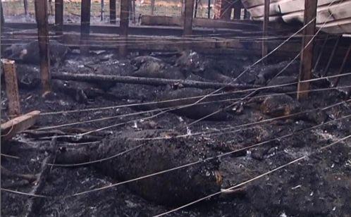 小伙为给十几只小羊取暖, 在羊圈里生火堆, 结果却让人感到意外