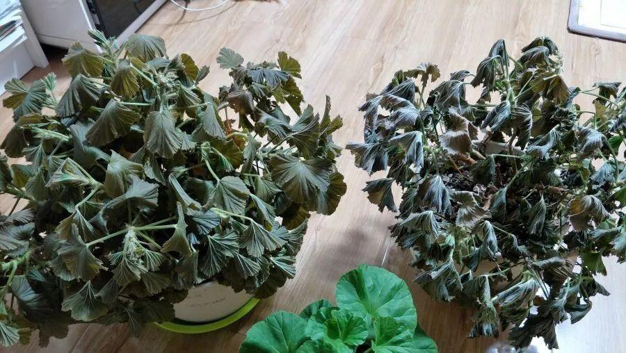 气温一夜降到零下! 绿萝再不管, 叶子全都发黄腐烂!