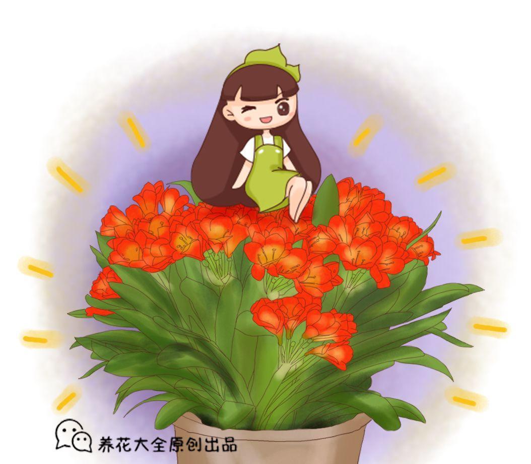 君子兰的这几个品种, 盆盆是高价, 连片叶子也买不起!