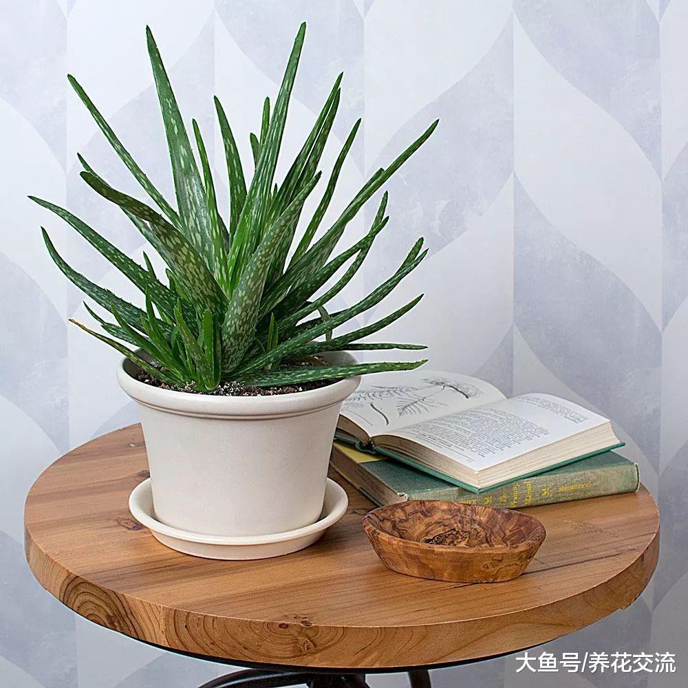 ?净化空气异常优秀的十种植物, 可以很好改善室内的空气质量