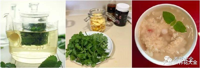 在家养一盆柠檬香蜂草, 好看又好吃, 还能防蚊虫!