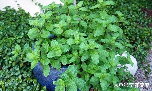 在院子里种上这几种薄荷, 整个院子都是香味, 还能不断采摘