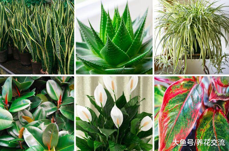 这7种有毒植物在我们身边很常见, 要避免小孩和宠物随意触碰