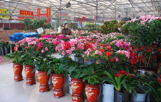 老花匠“不买”这3种花, 在花市都有“猫咪”, 谁也养不活!