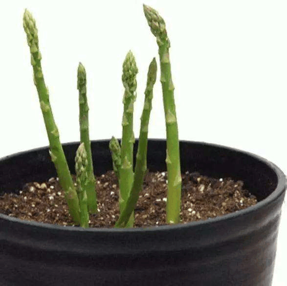 家人想吃芦笋, 奈何价格太贵, 种1次在阳台上让你丰收10年